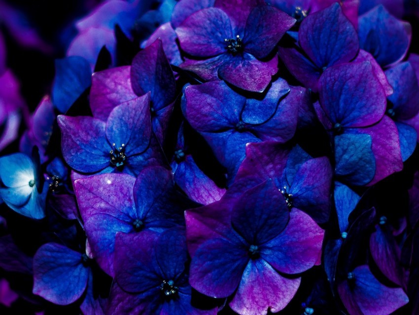 hydrangea flowers inflorescence blue bloom PNG with isolated background
