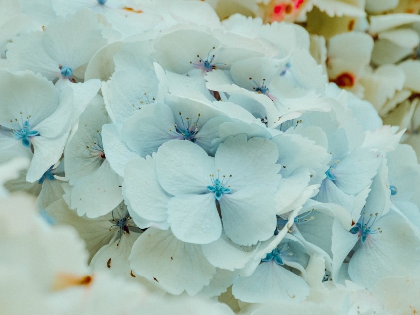 hydrangea flowers inflorescence blue flowering PNG with Transparency and Isolation