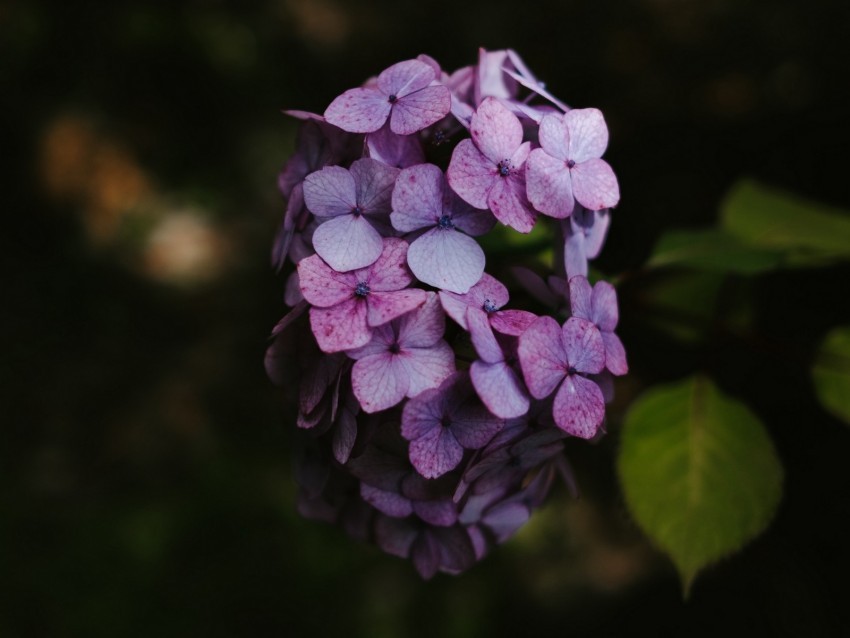 hydrangea flowers inflorescence lilac bloom PNG images for mockups