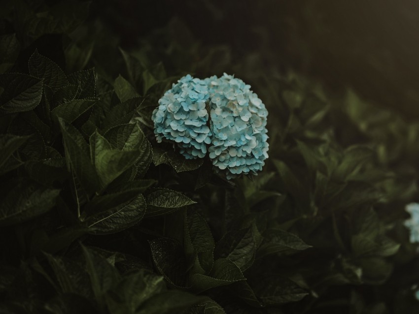 hydrangea flowers inflorescences blue bush plant Isolated Item with HighResolution Transparent PNG