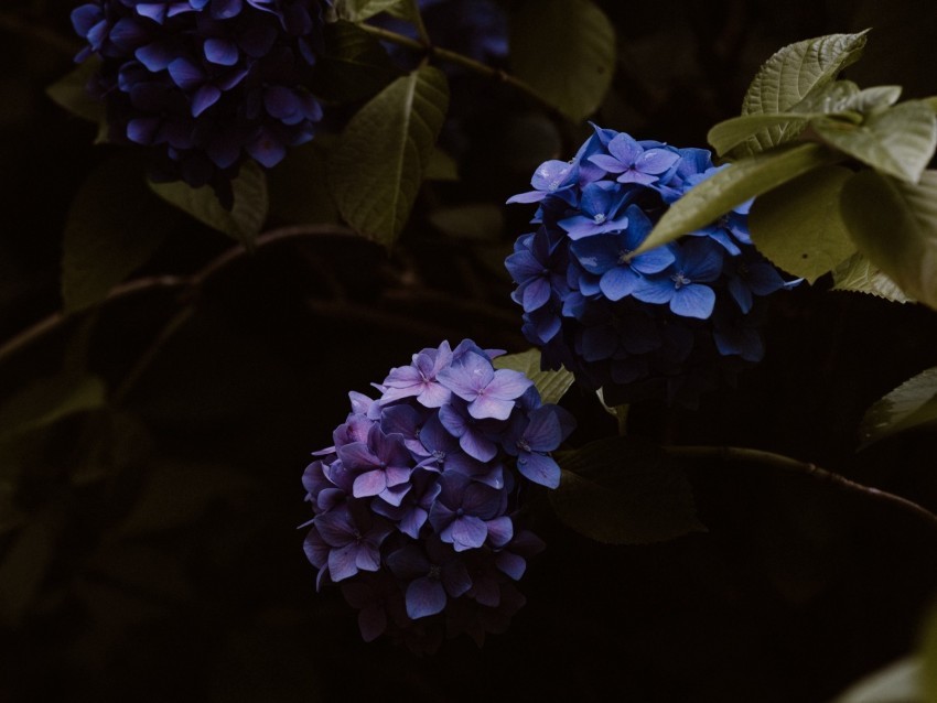 hydrangea flowers inflorescences blue flowering PNG images with transparent elements