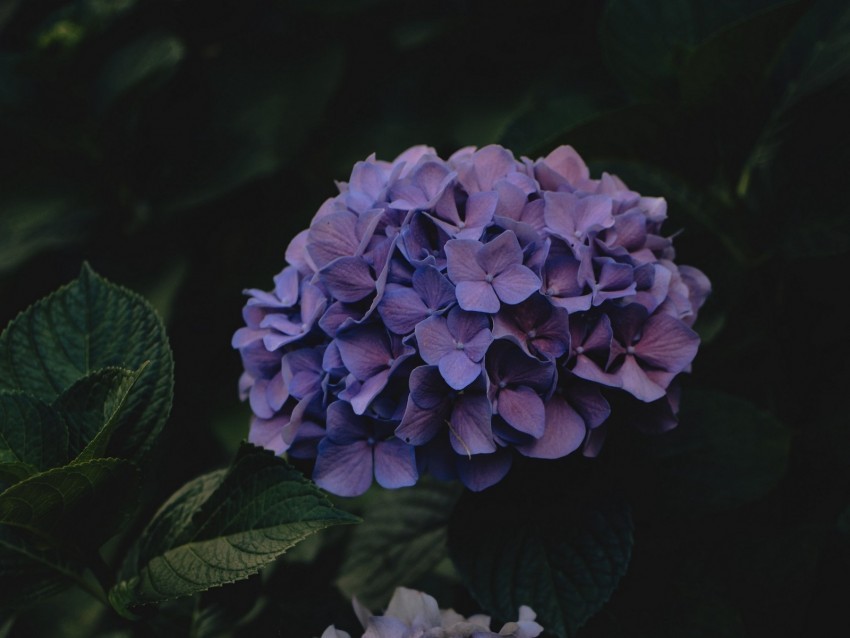 hydrangea flowers inflorescences purple dark Transparent PNG images for digital art