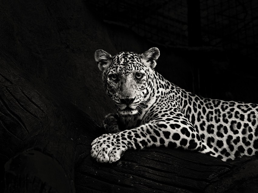 jaguar bw predator sight big cat PNG files with no backdrop wide compilation