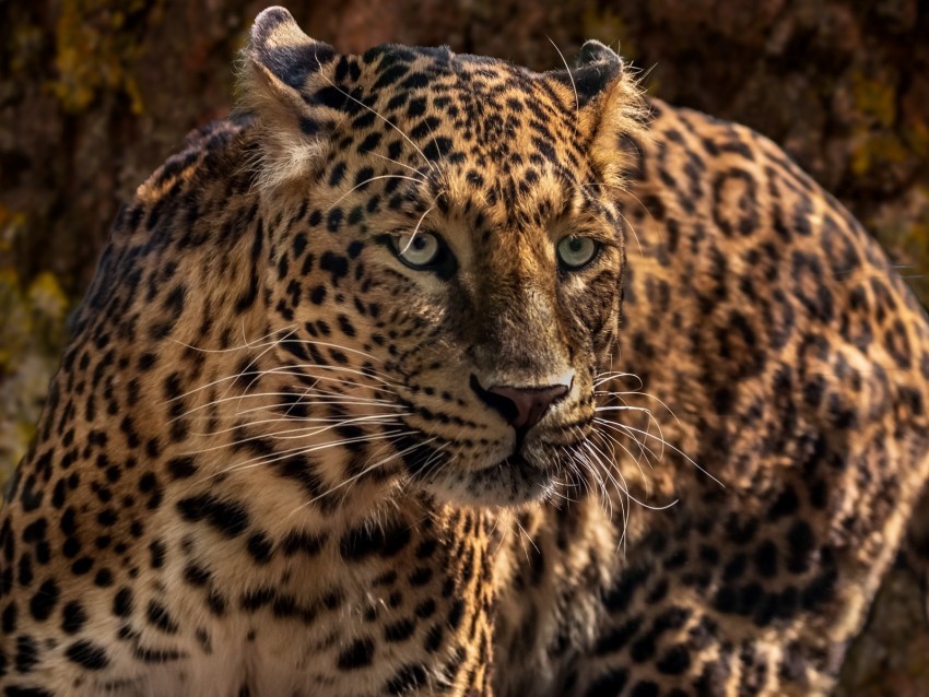 jaguar predator wild big cat muzzle close-up PNG Isolated Subject with Transparency 4k wallpaper