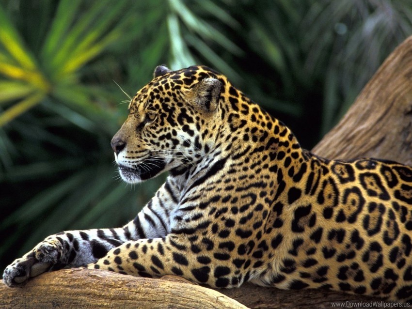 jaguar sitting spotted wallpaper PNG with Isolated Object