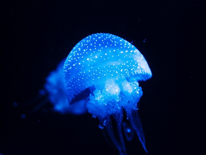 jellyfish blue glow underwater world sea Free PNG transparent images