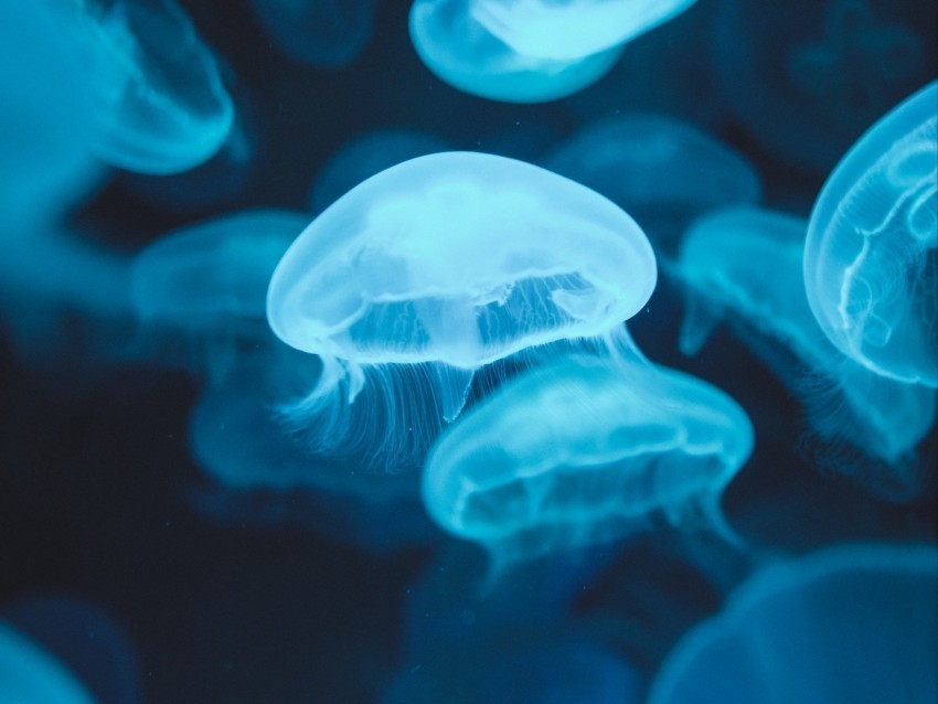 jellyfish glow luminescence blue underwater world Clear PNG pictures package 4k wallpaper