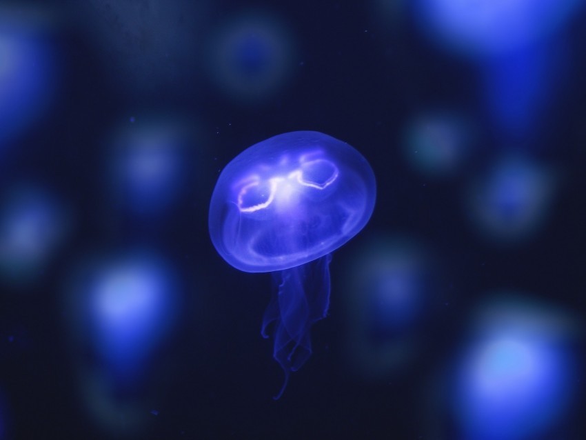 jellyfish glow purple neon underwater world PNG Isolated Object on Clear Background