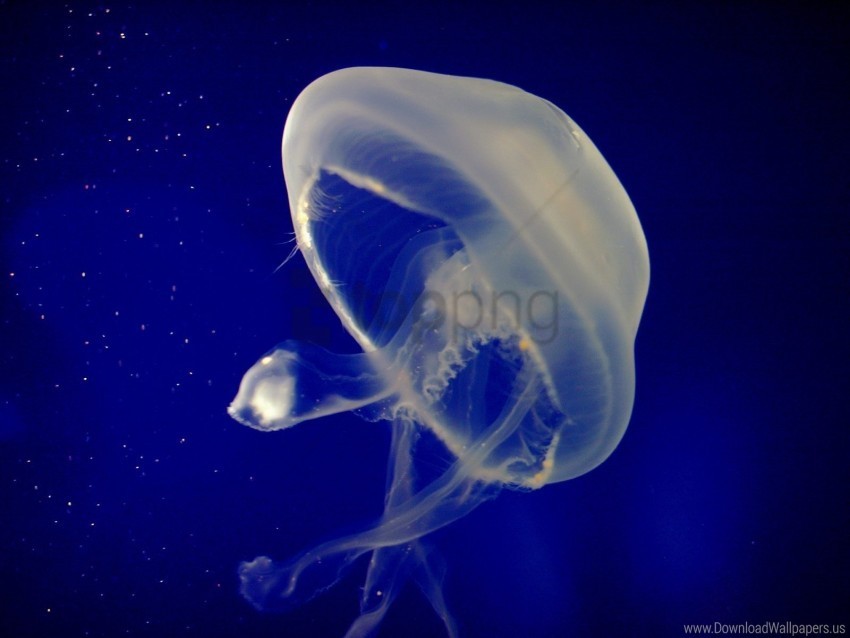 Jellyfish Sea Swimming Underwater Wallpaper Clear Background PNG Images Bulk