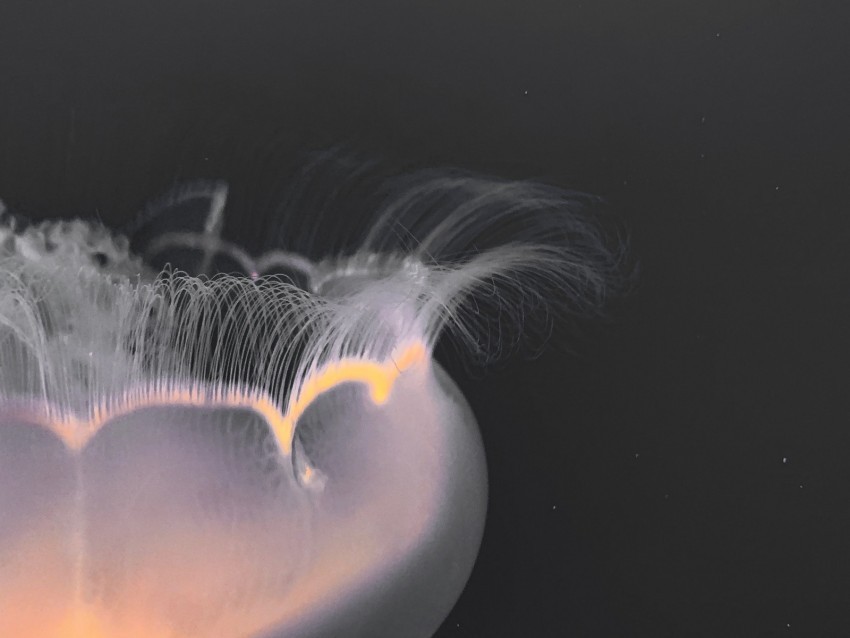 jellyfish tentacles glow underwater world macro PNG without watermark free 4k wallpaper