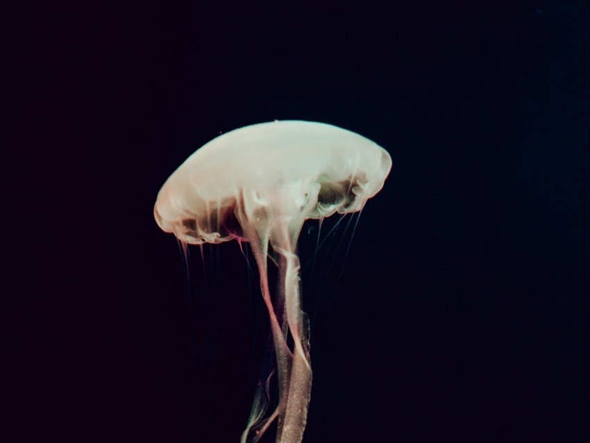 jellyfish tentacles sea depth dark PNG with transparent backdrop 4k wallpaper