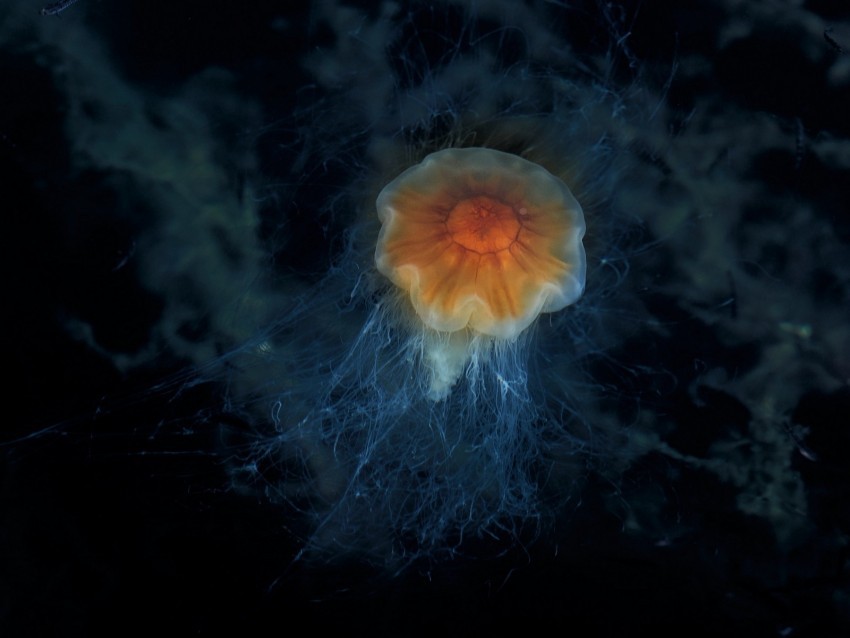 jellyfish tentacles sea underwater depth Isolated Graphic Element in HighResolution PNG
