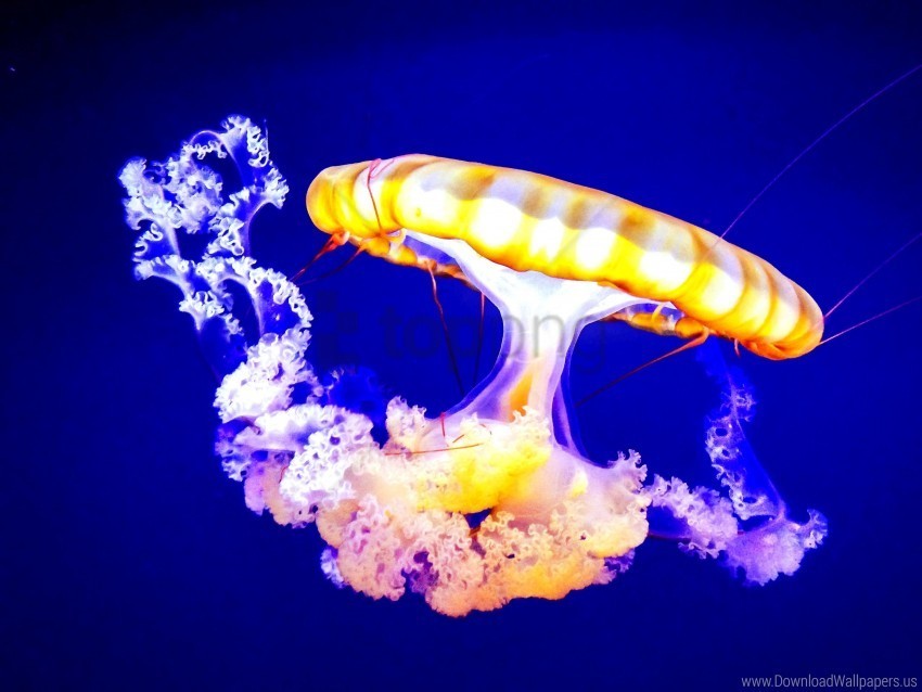 jellyfish tentacles underwater wallpaper PNG Isolated Illustration with Clarity