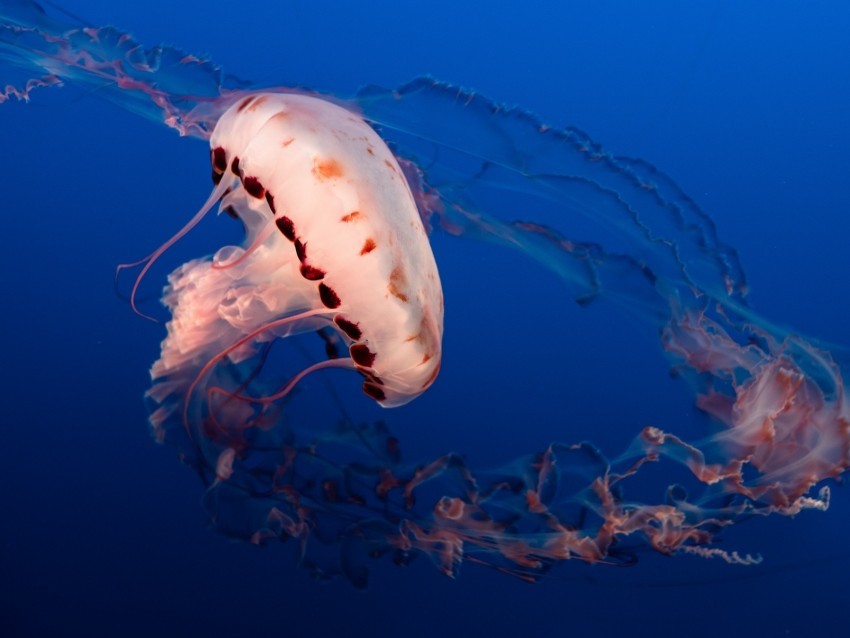 jellyfish tentacles underwater world aquarium ocean Transparent Cutout PNG Graphic Isolation