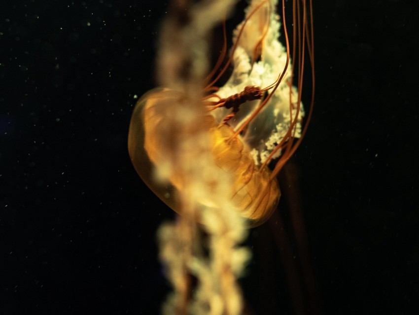 jellyfish tentacles underwater world depth close-up Clear image PNG