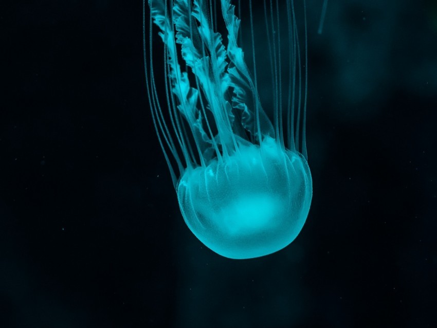 jellyfish underwater world blue tentacles PNG objects