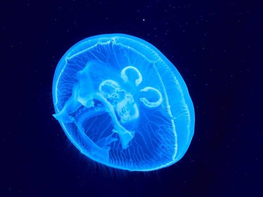 jellyfish underwater world glow blue Isolated Item with HighResolution Transparent PNG