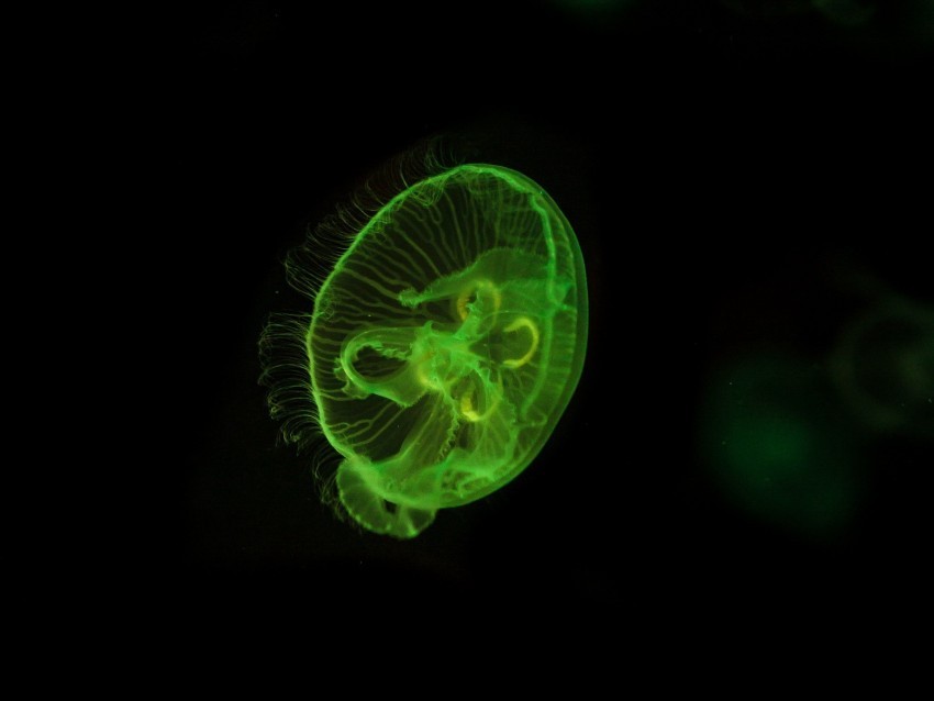 jellyfish underwater world green glow swim PNG file without watermark