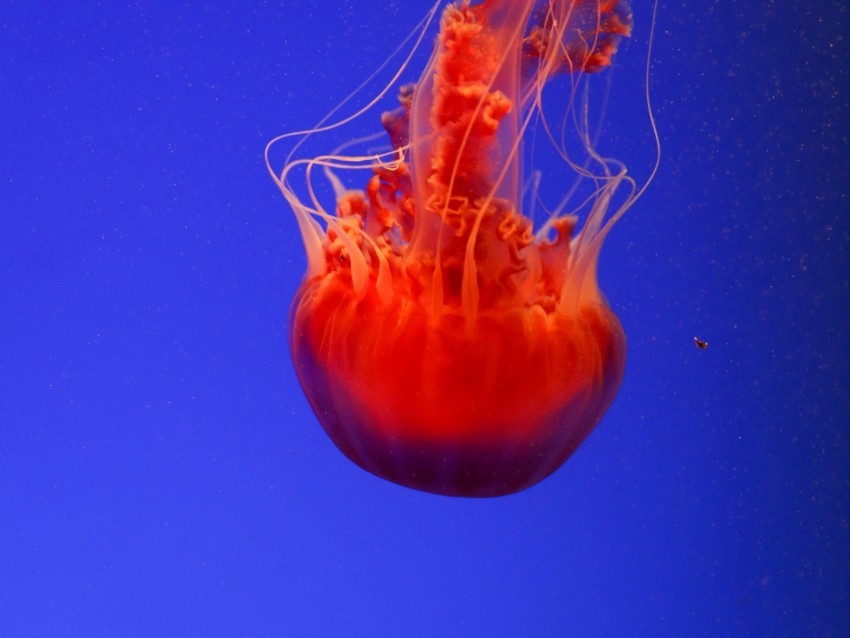 jellyfish underwater world orange blue red Isolated Character in Transparent PNG
