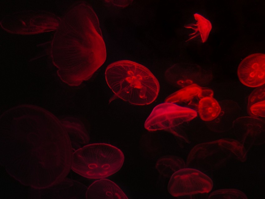 jellyfish underwater world red black glow PNG transparent artwork