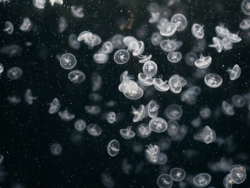 jellyfish underwater world swim ocean aquarium Transparent PNG Isolated Artwork