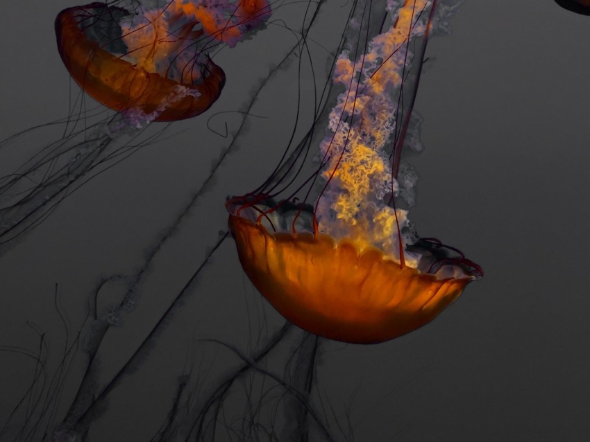 jellyfish underwater world swimming tentacles ocean aquarium PNG images with no limitations 4k wallpaper