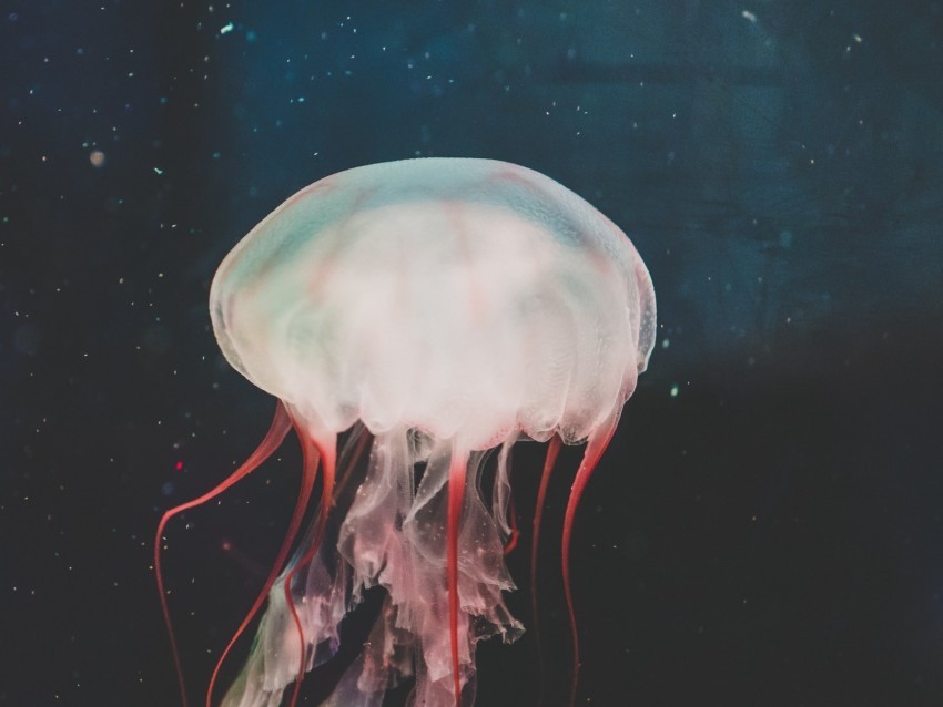 jellyfish underwater world tentacles swimming water Free PNG images with alpha channel set 4k wallpaper