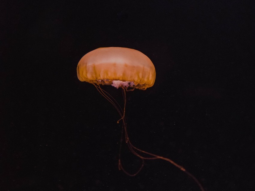 jellyfish yellow underwater world dark depth Transparent PNG pictures archive 4k wallpaper
