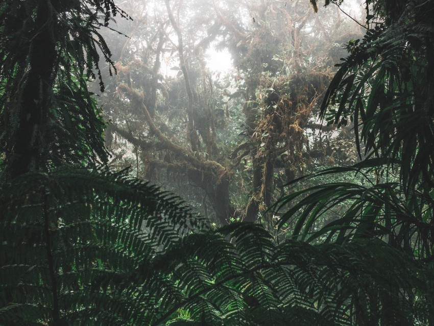 jungle forest fog trees bushes tropics Transparent PNG graphics assortment