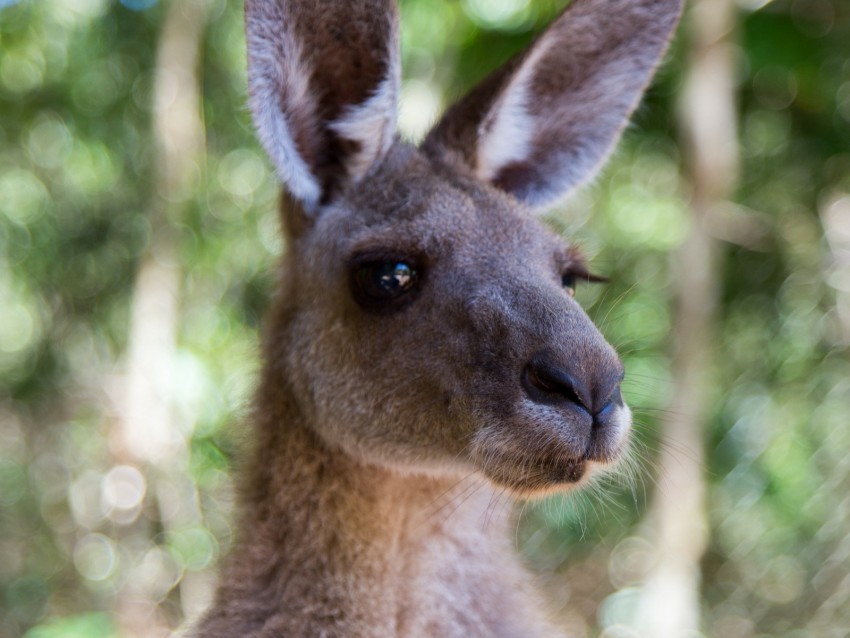 kangaroo ears blur wildlife PNG transparent graphic 4k wallpaper