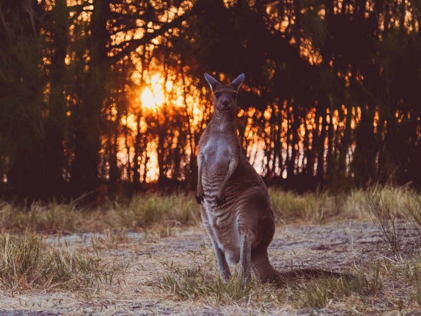 kangaroo funny wildlife sunset PNG pictures with no background