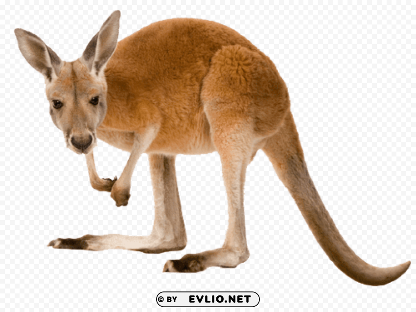 kangaroo left PNG images with no limitations