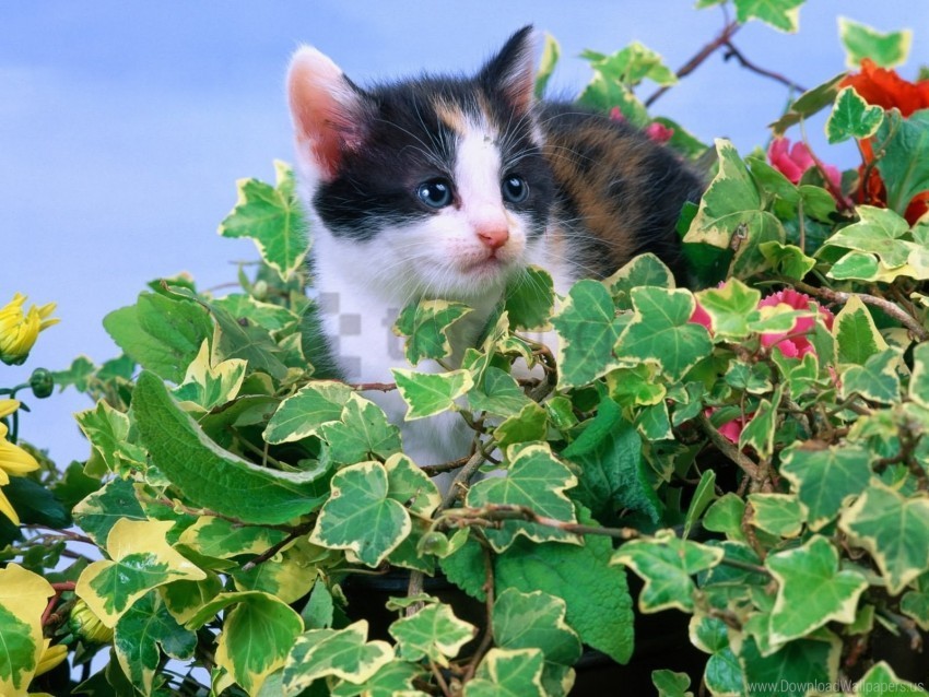 kid kitten leaves sit wallpaper PNG Image Isolated on Clear Backdrop