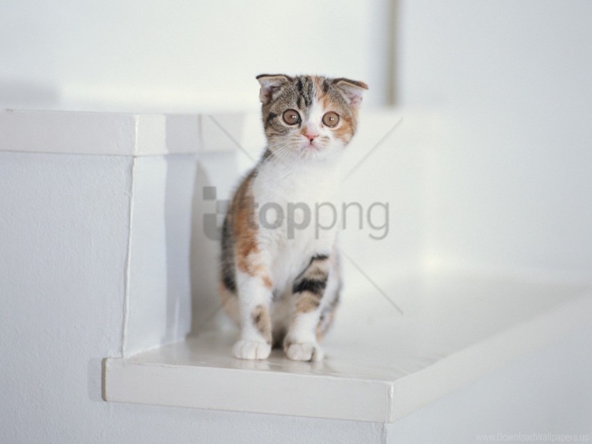 kid kitten sit spotted wallpaper Transparent PNG graphics assortment