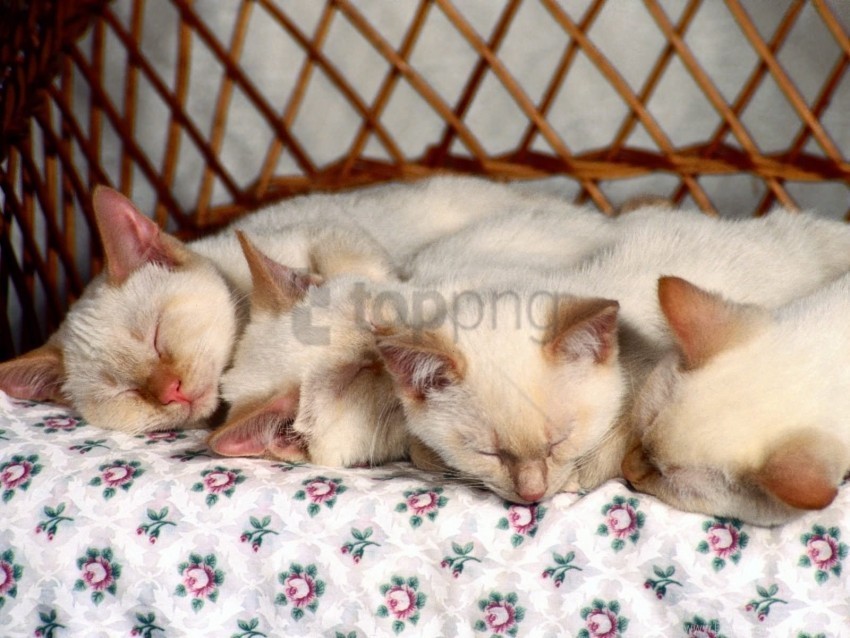 kids kittens many sleep wallpaper Transparent PNG graphics complete collection