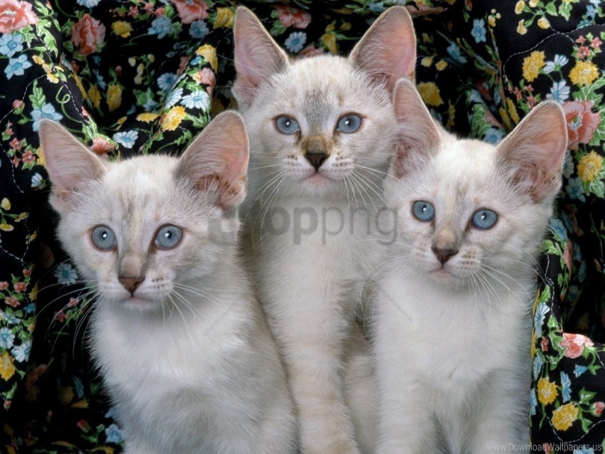 kids kittens three wallpaper PNG files with no background wide assortment