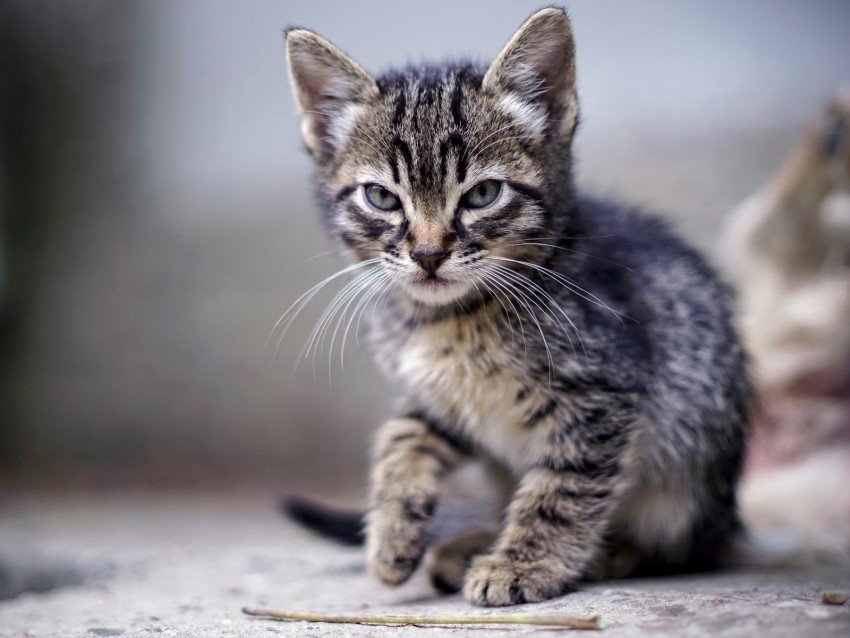 kitten angry frowning displeased striped Isolated Subject in Transparent PNG 4k wallpaper