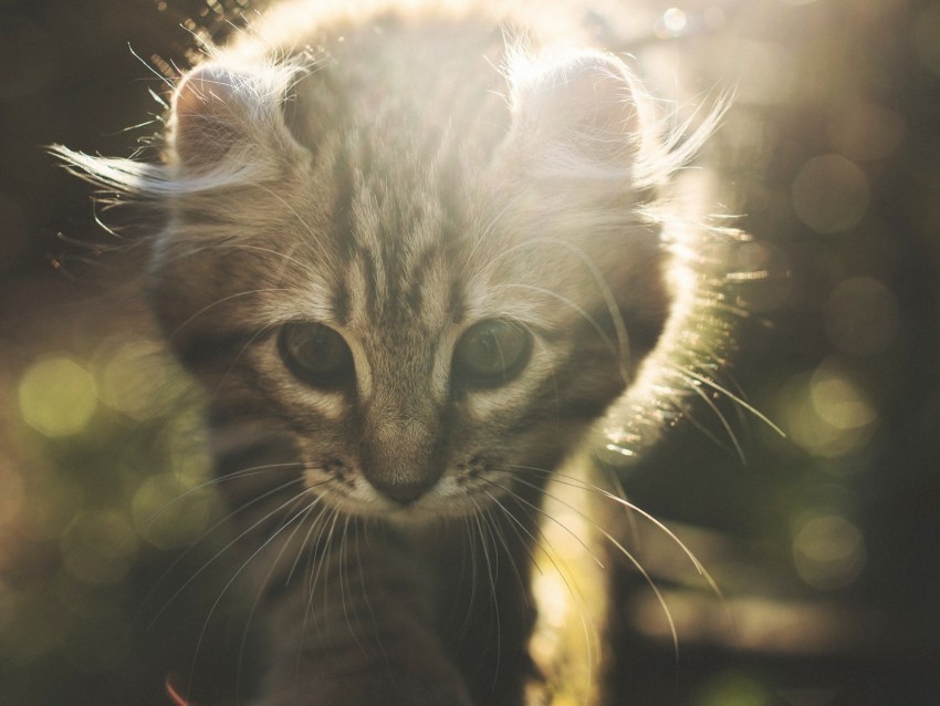 kitten cat cute sunlight glare PNG with Isolated Object and Transparency