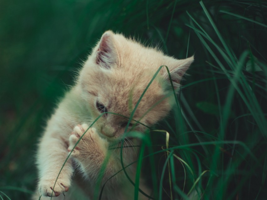 kitten cat grass playful cute Clear PNG images free download