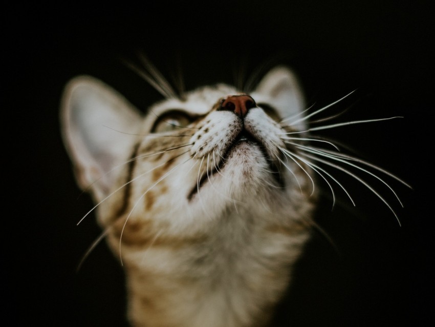 kitten cat nose muzzle blur PNG with isolated background