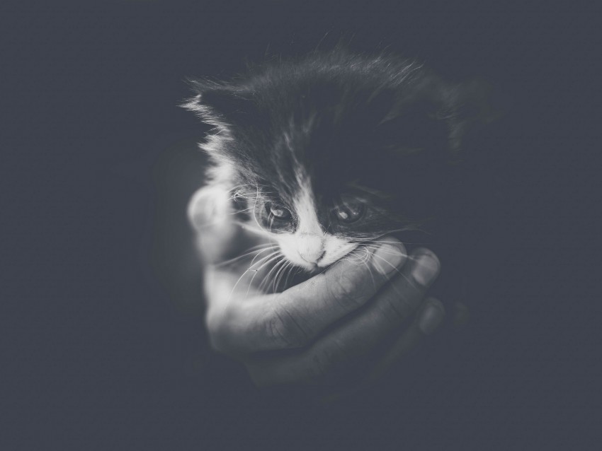 kitten hand bw small cat cub PNG Image Isolated on Clear Backdrop