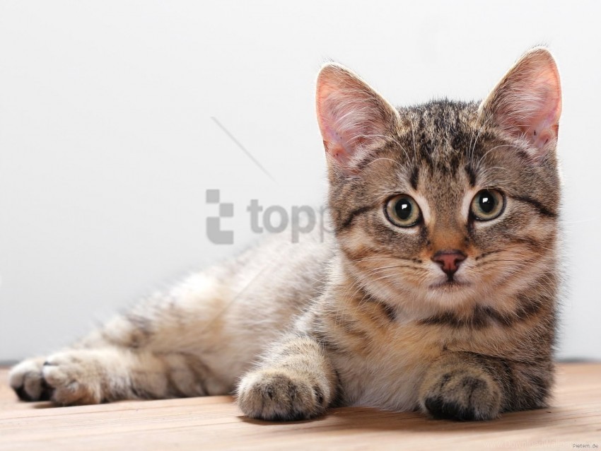 kitten lie muzzle wallpaper PNG images with transparent space
