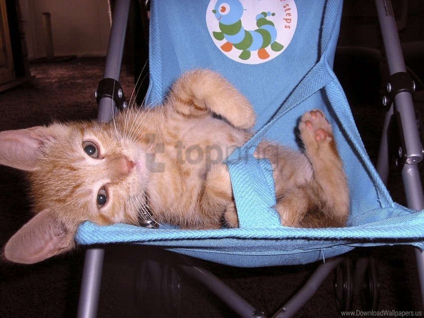 kitten lie playful stroller wallpaper PNG graphics with transparent backdrop