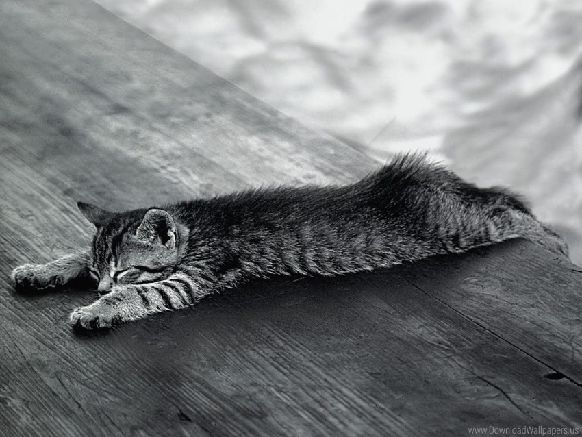 kitten lie sleeping tired wallpaper Transparent Background Isolated PNG Design Element