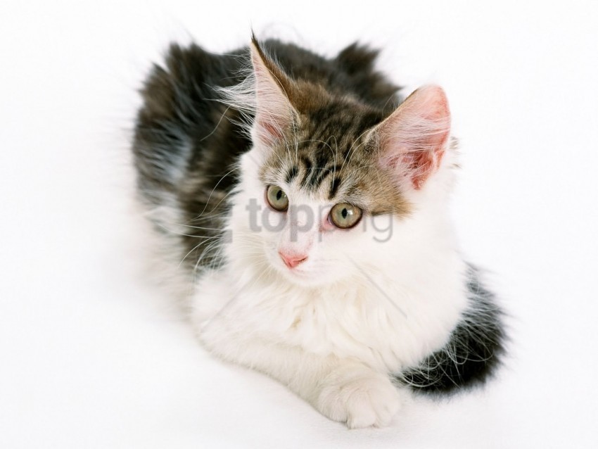 kitten look spotted wallpaper PNG Image with Transparent Cutout