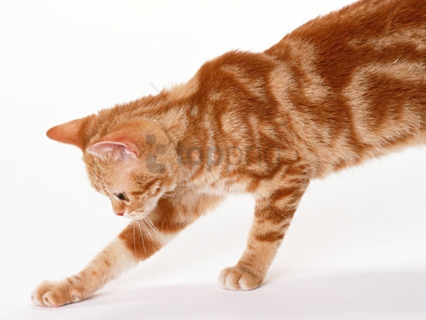 kitten paw tabby wallpaper PNG Graphic with Transparency Isolation