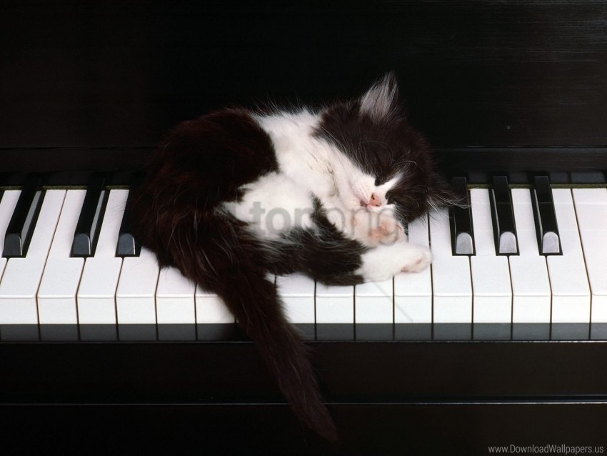 kitten piano sleep wallpaper Isolated Subject with Clear PNG Background