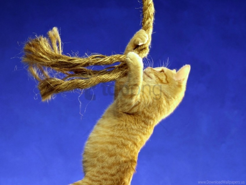 kitten playful rope wallpaper PNG files with transparent canvas collection