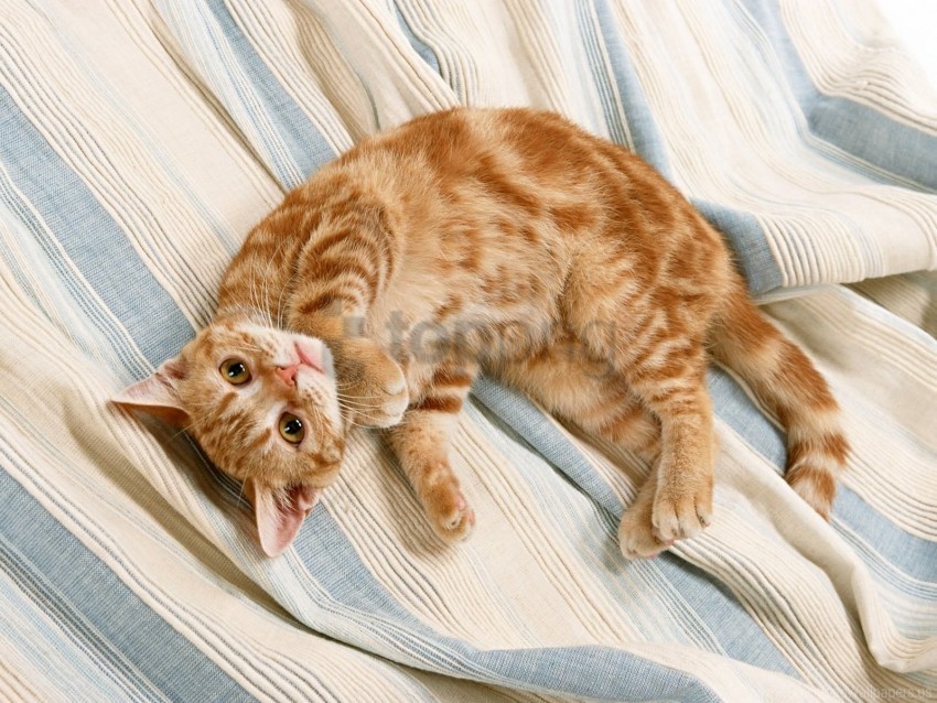 kitten red striped wallpaper PNG for Photoshop