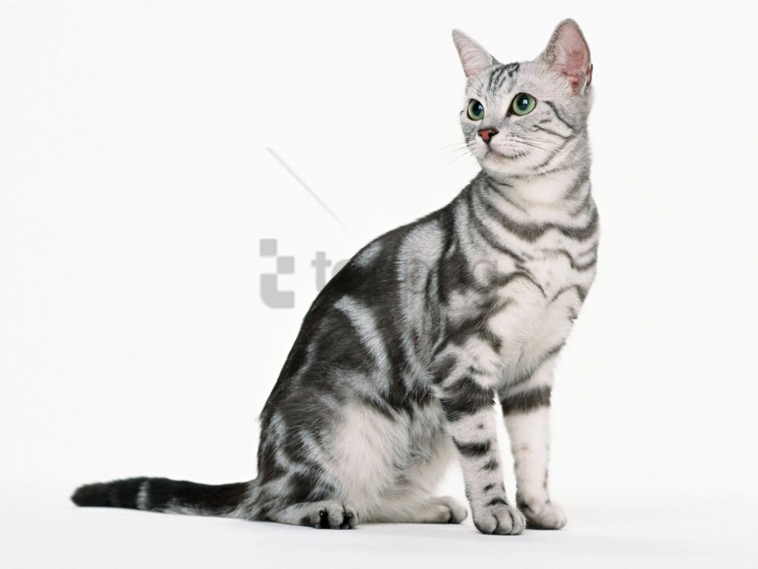 Kitten Sit Tabby Wallpaper PNG Graphic Isolated With Clarity